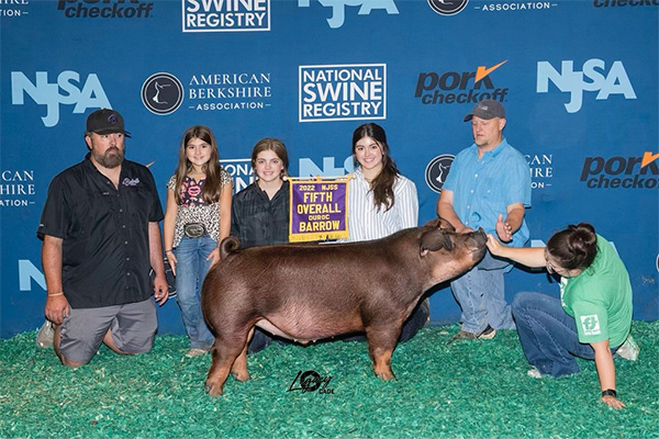 Reserve Down Eared Gilt Dixie National