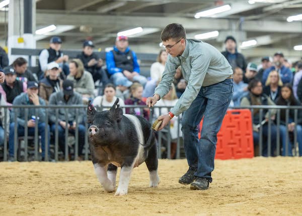 5th Overall Division 3 Crossbred Market Hog 2023 National Western