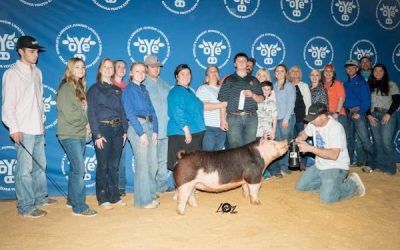 4th Overall Hereford Gilt – 2023 OYE