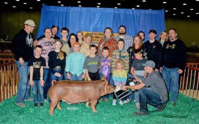 Champion Tamworth Market Hog – 2023 North American International Livestock Expo
