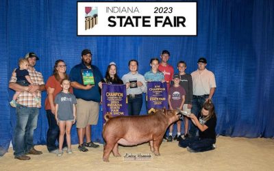 Champion Tamworth Gilt – 2023 Indiana State Fair Jr Show